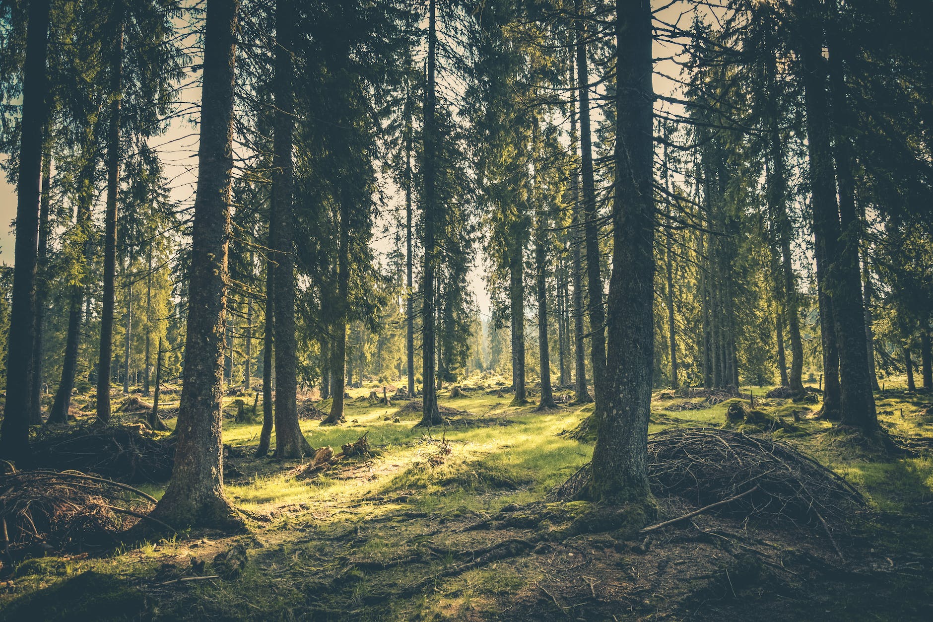 green grass on forest